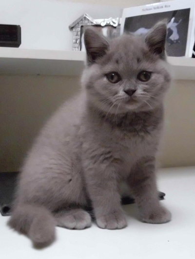 lilac Shorthair kitten