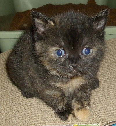 tortoiseshell girl kitten
