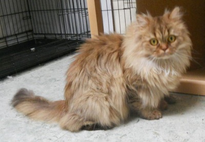 chocolate shaded British Longhair