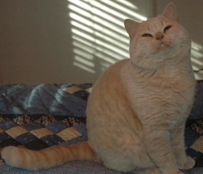 cream British shorthair