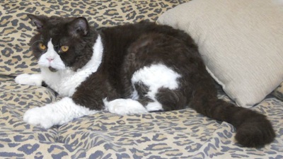 chocolate & white Selkirk Rex Ca