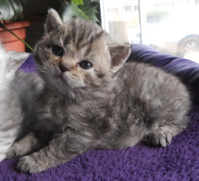curly brown tabby girl